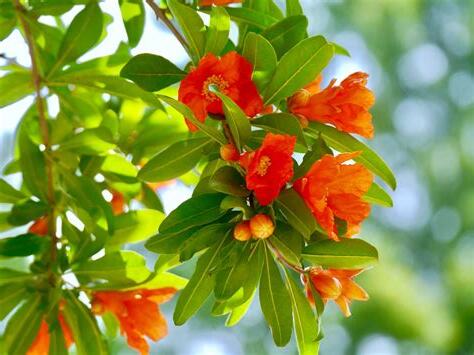 石榴 花